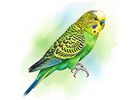 Periquito